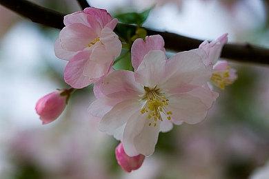 原神提纳里角色PV——「书已尽言」